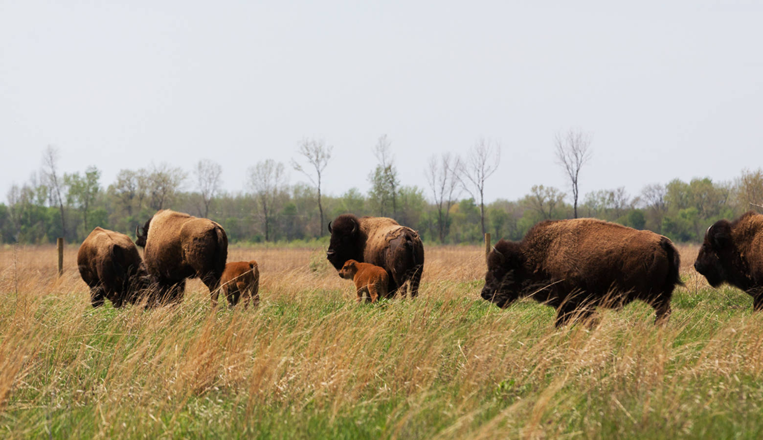 Two bison calves, the little red ones in the center, huddle nest to their mothers at Kankakee Sands. Since April nine calves have been born. Up to 16 are expected. (Ted Anchor/TNC)