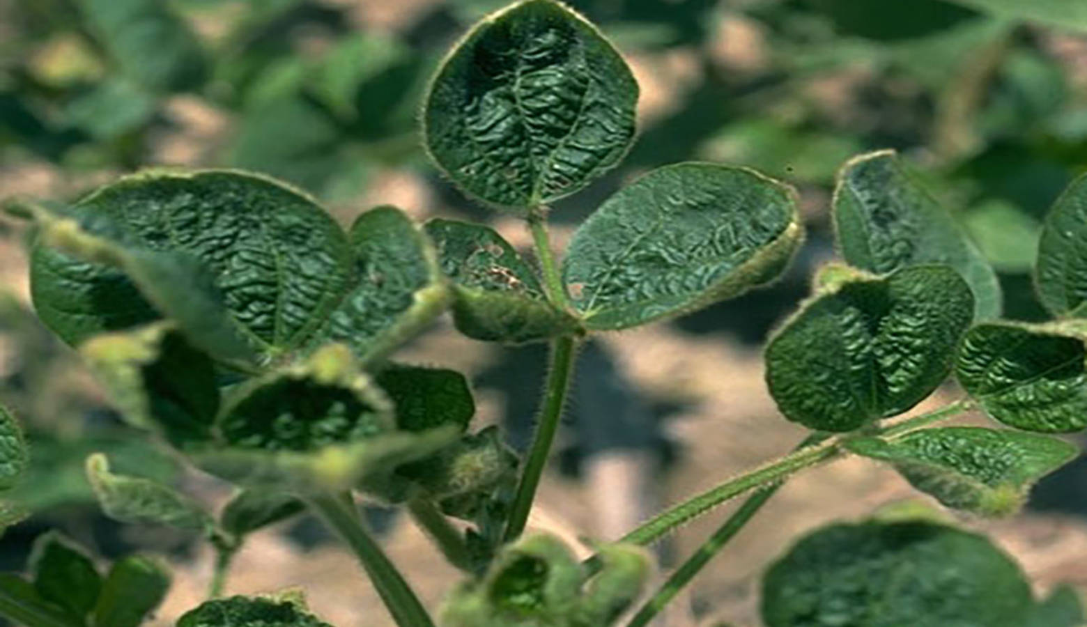 Dicamba can cause "cupping" in non-tolerant soybeans, which are especially susceptible to the herbicide. (Purdue University)