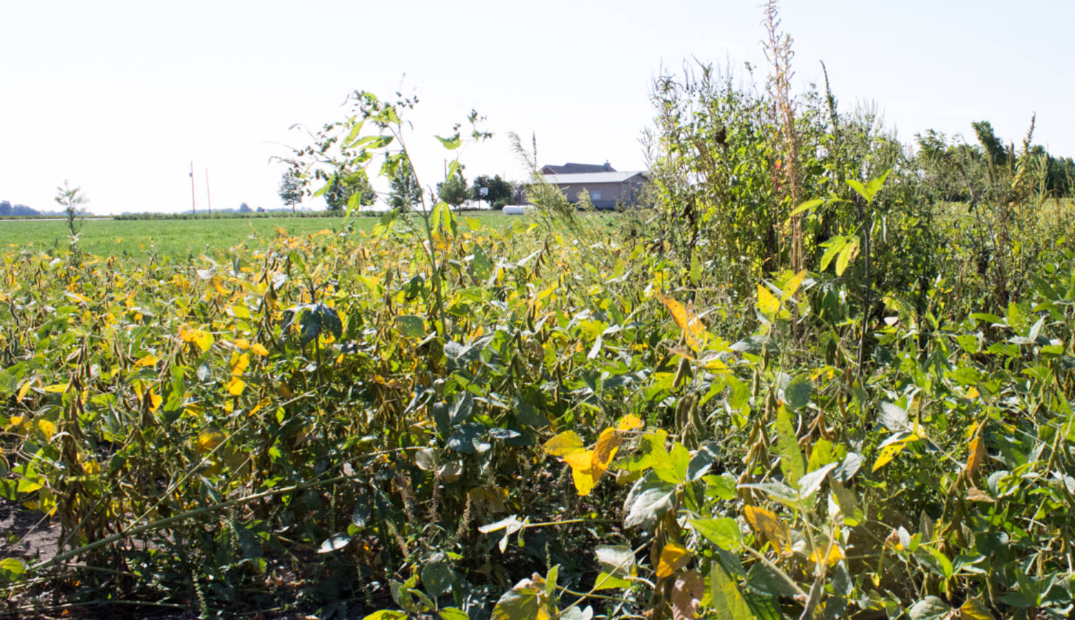 A glyphosate-resistant weed stands over over a patch of soybeans on Don Lamb's farm. Weeds like this are one reason some farmers turned to dicamba-tolerant soybeans this year. (Nick Janzen/IPB News)
