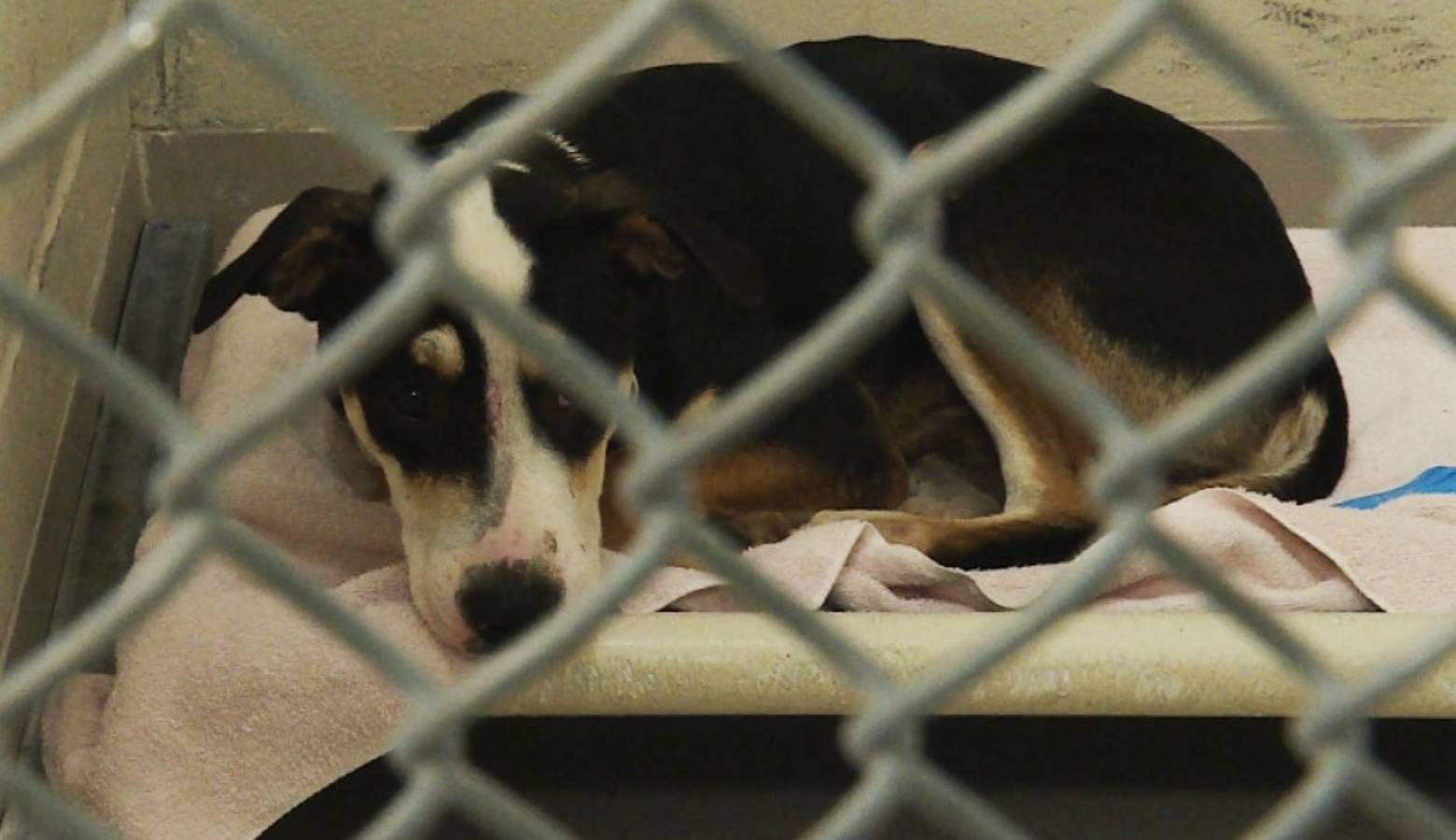 Texas Animal Shelters Send Dogs To Indianapolis For Adoption Indiana 