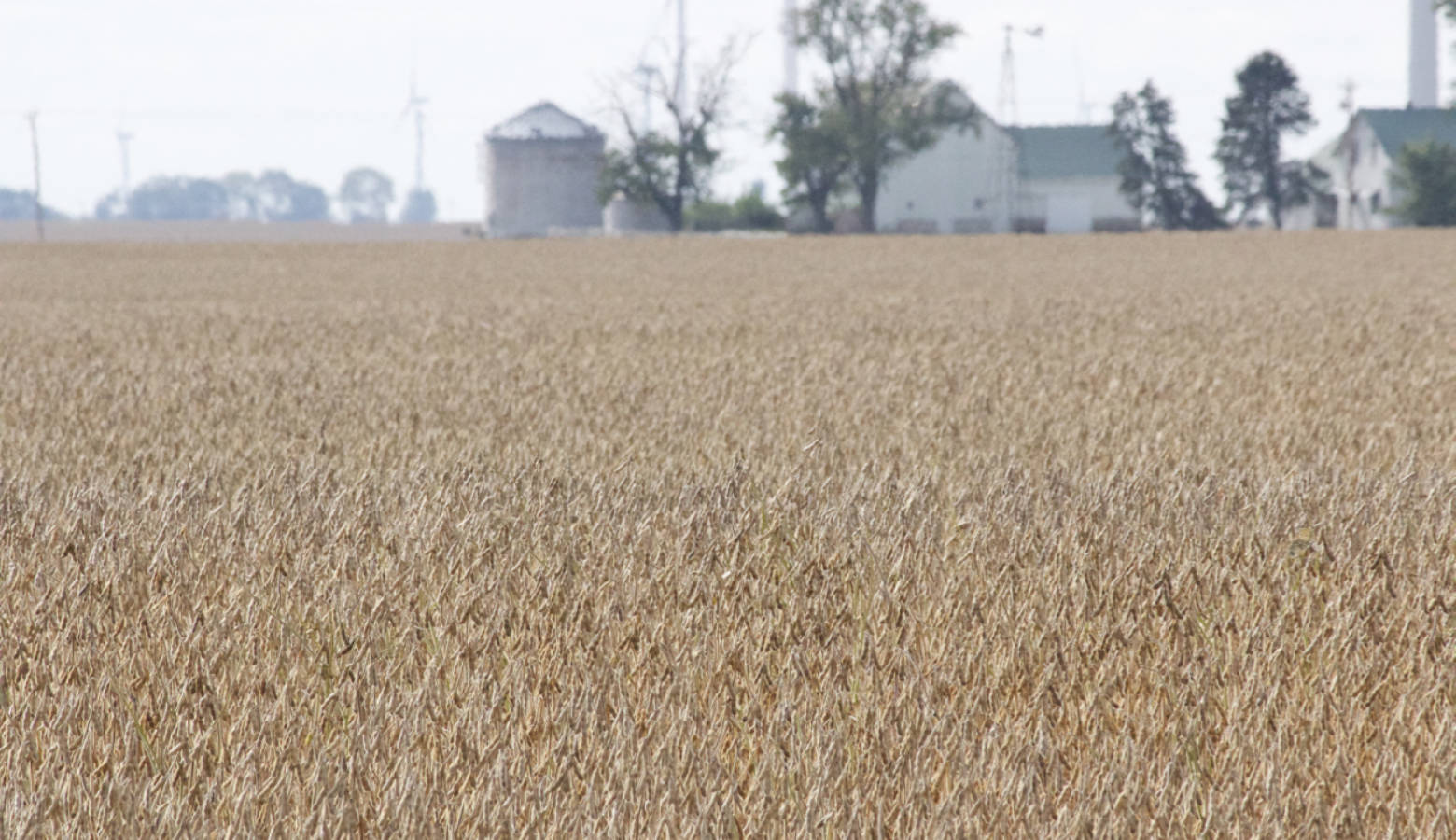 Soybeans awaited harvest in this White County field in early October. (Annie Ropeik/IPB News)