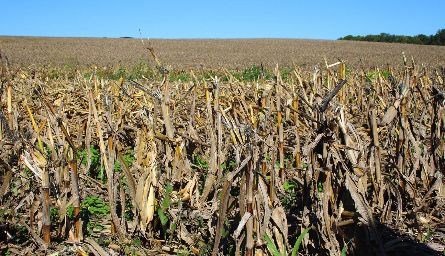 A cornfield in Putnam County is seen just after harvest. (Annie Ropeik/IPB News)