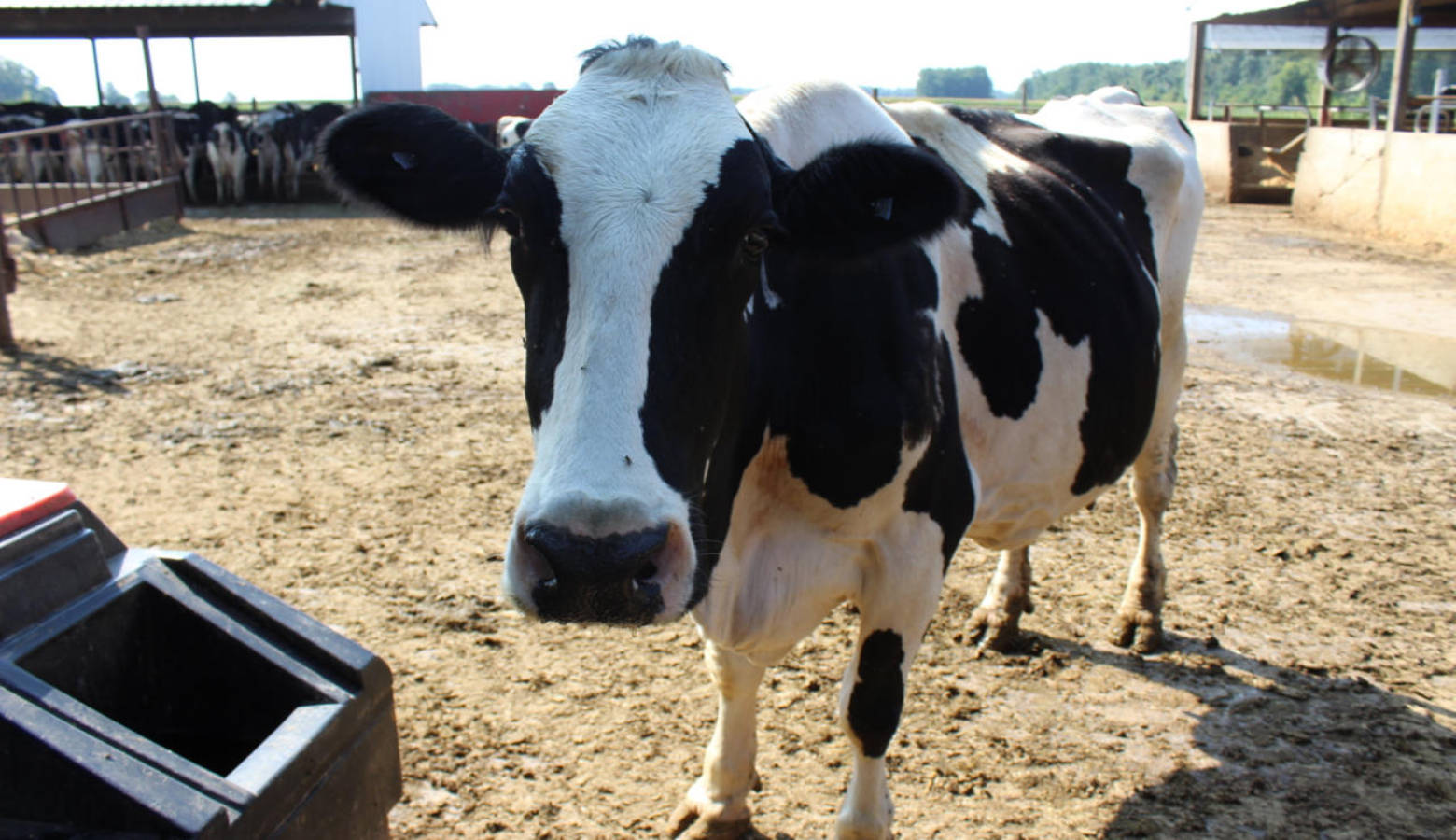 A dairy cow in LaPorte County. (FILE PHOTO: Annie Ropeik/IPB News)