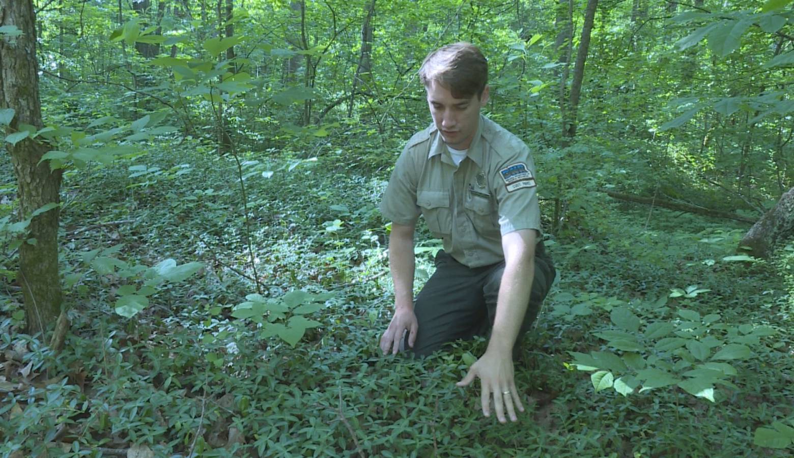 Wyatt Willliams, interpretive naturalist at Spring Mill State Park, kneels down in a patch of invasive periwinkle. He says it was planted there as a ground cover. (Rebecca Thiele/IPB News)