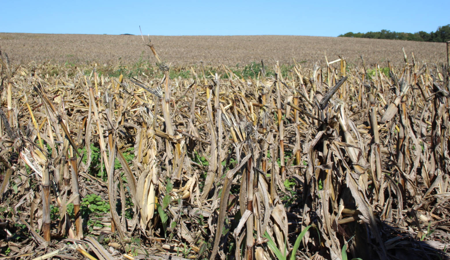 (File photo by Annie Ropeik: A corn field)