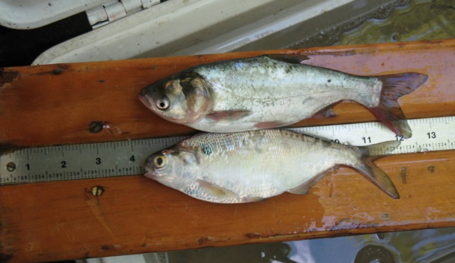 An Asian carp minnow lays next to a shad minnow. The fish look almost identical when they're small. (Photo courtesy of the Indiana Department of Natural Resources)