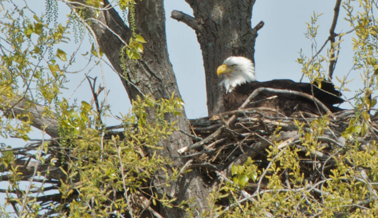 A bald eagle sits on a nest of eggs. (Pete Markham/Flickr)