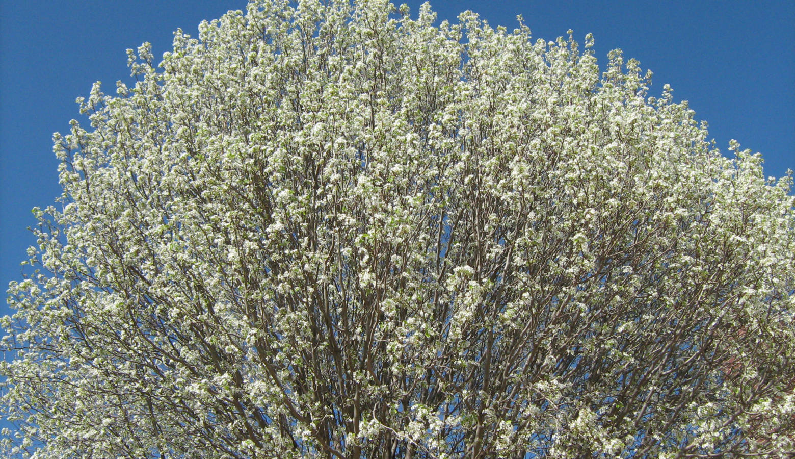 Callery pears, like the Bradford pear pictured, are often used as urban trees, but have a tendency to get brittle and break as they age. (oddharmic/Flickr)