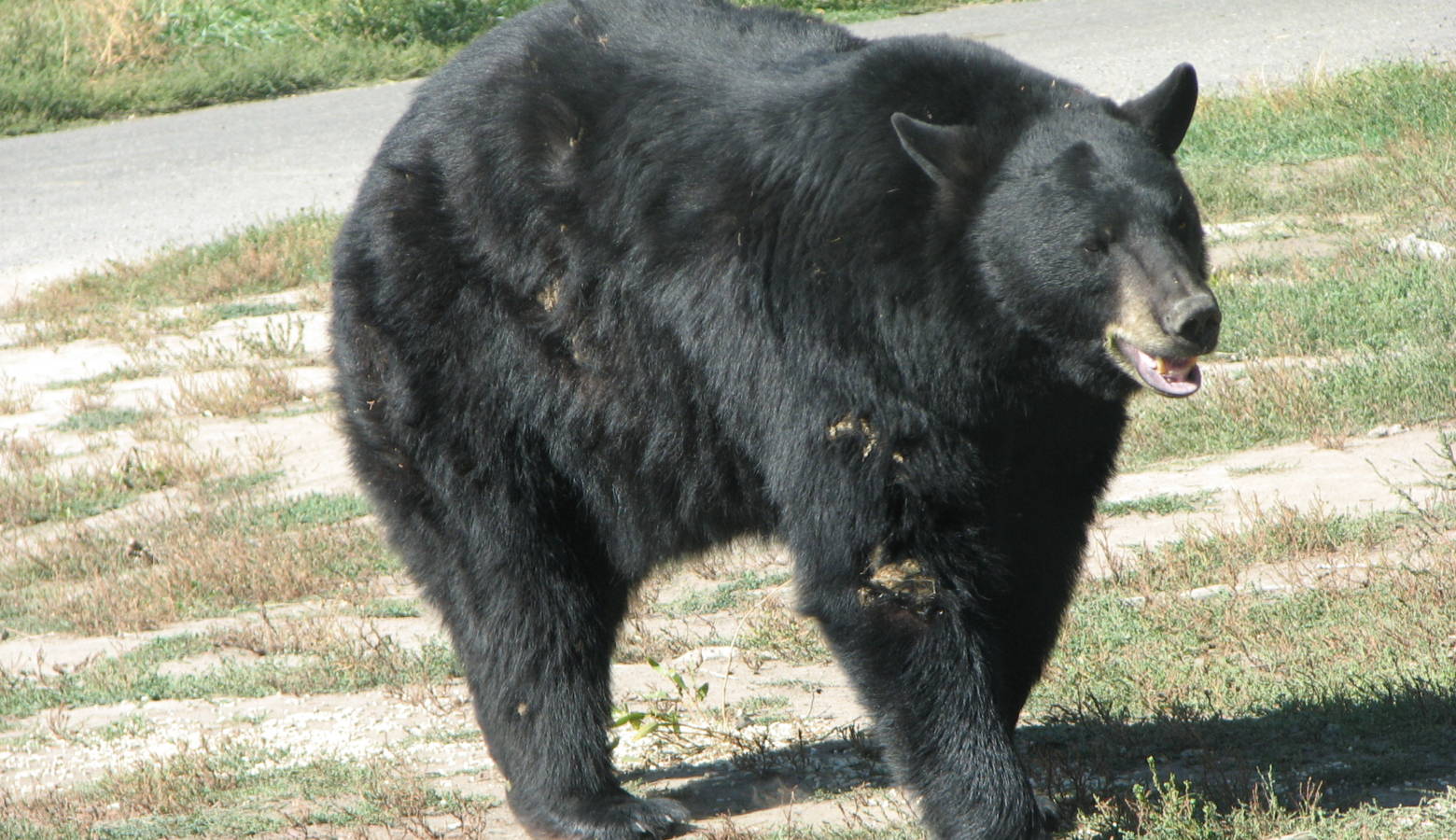 A black bear in Yellowstone Bear World wildlife park in Idaho, 2007 (David Bařina/Wikimedia Commons)