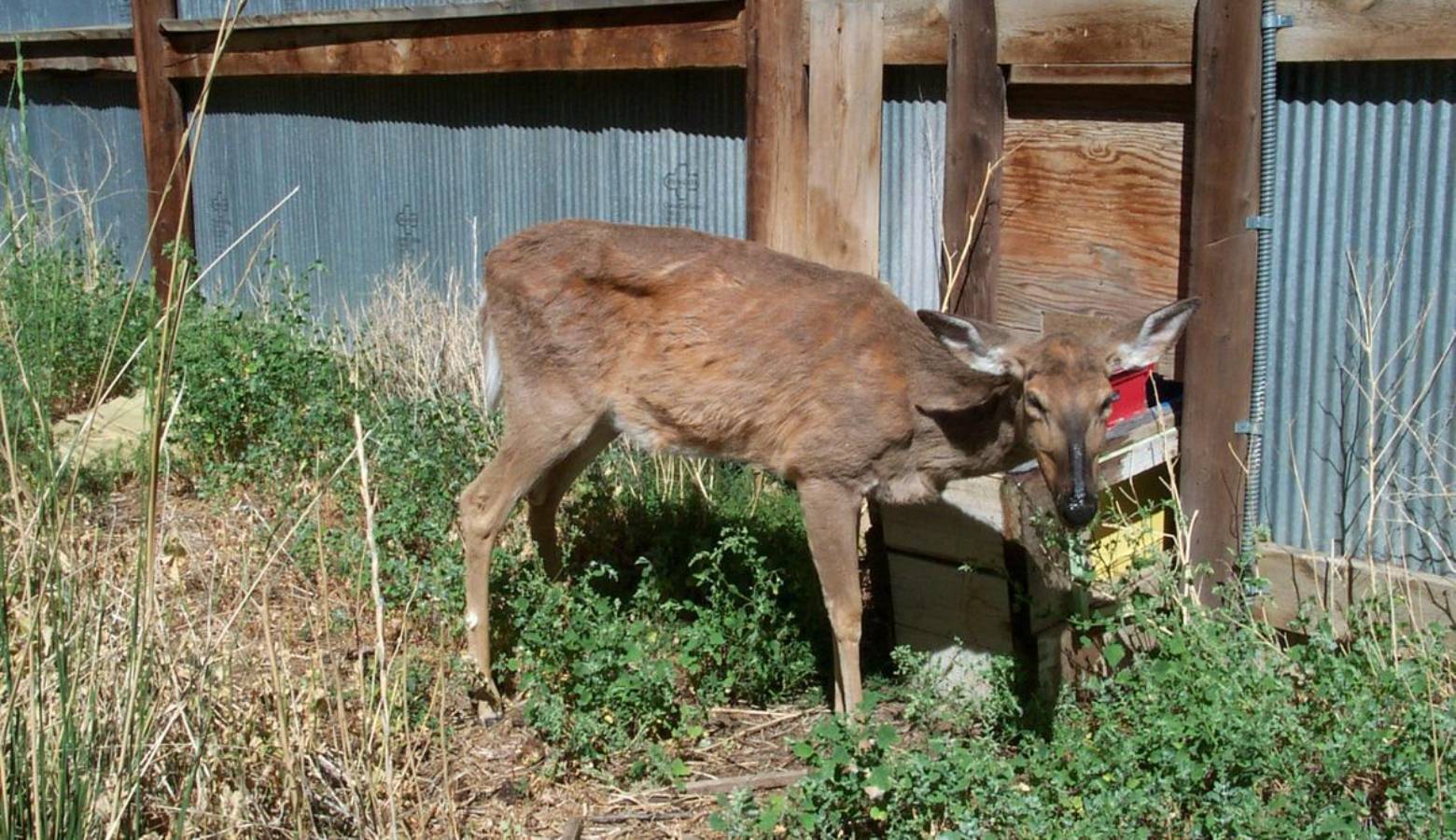 Weight loss is one of the few visable signs of chronic wasting disease (Terry Kreeger, Wyoming Game and Fish and Chronic Wasting Disease Alliance)