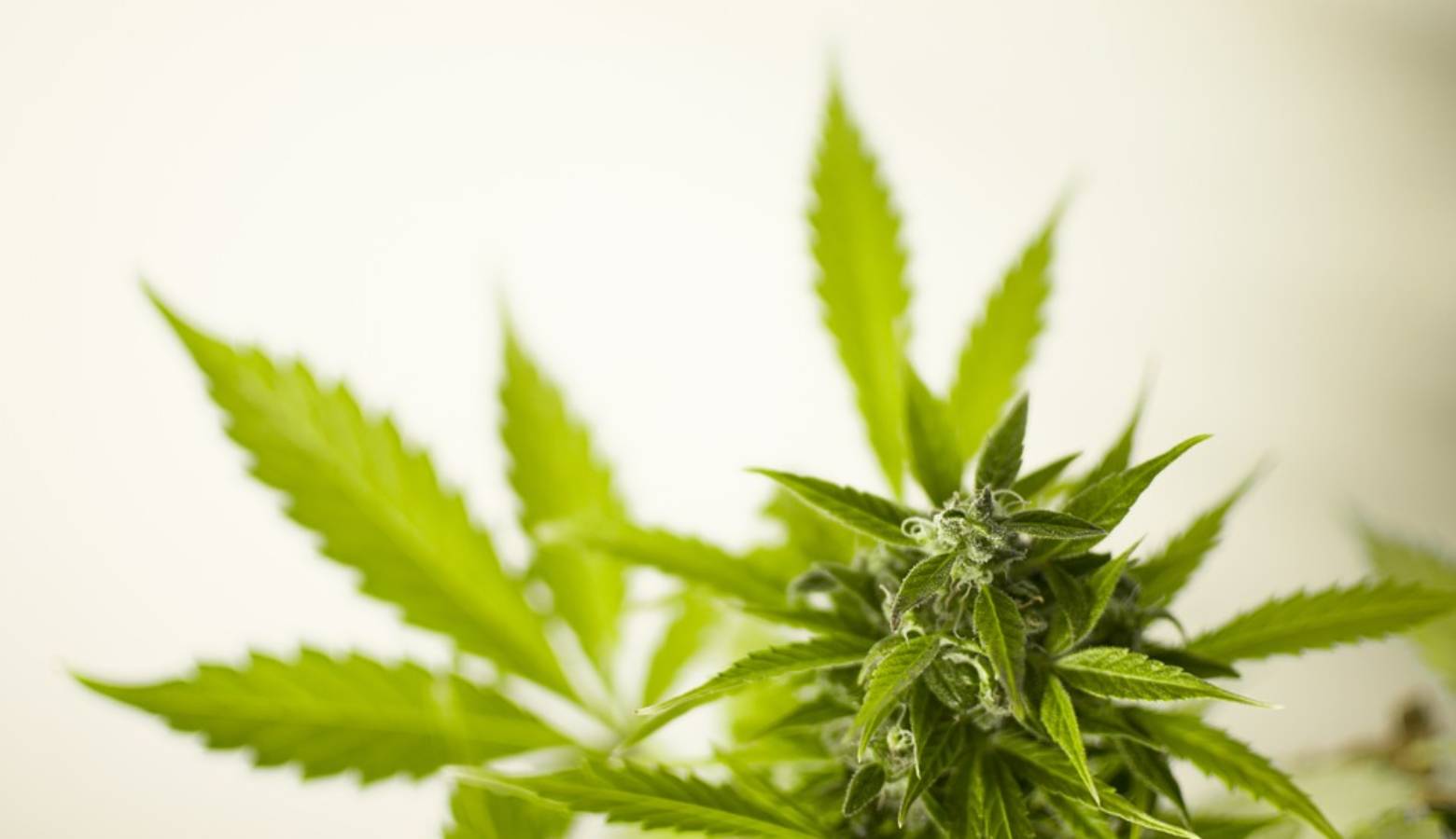 Marijuana Cannabis Leaf Hash Flora Pot