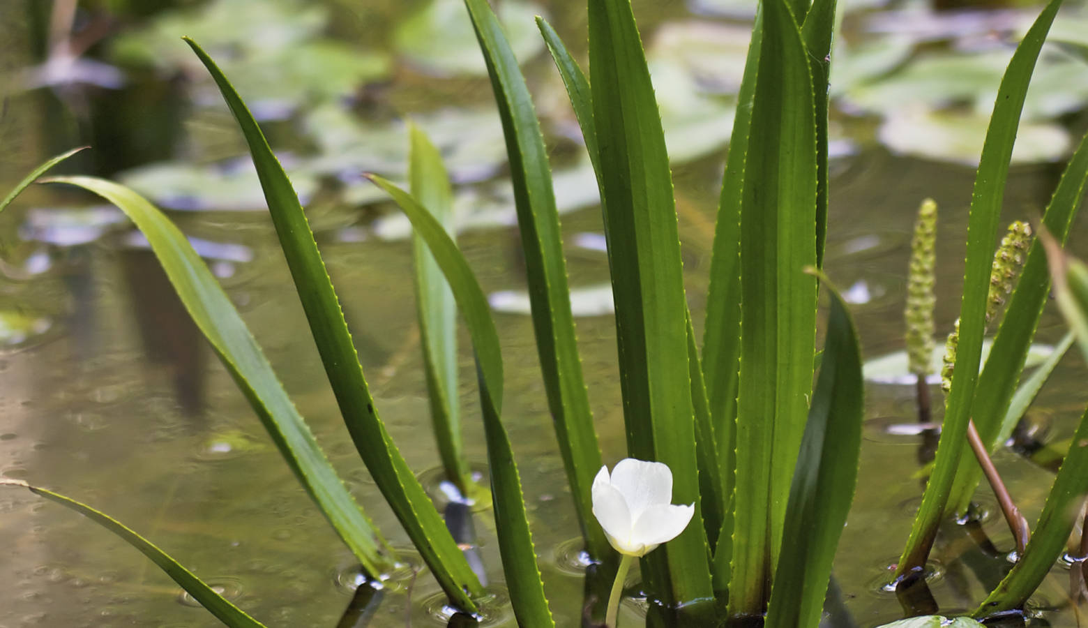 The invasive plant water soldier is not yet in Indiana, but the state DNR isn't taking any chances and has banned the sale of the plant (Jörg Hempel/Wikimedia Commons)