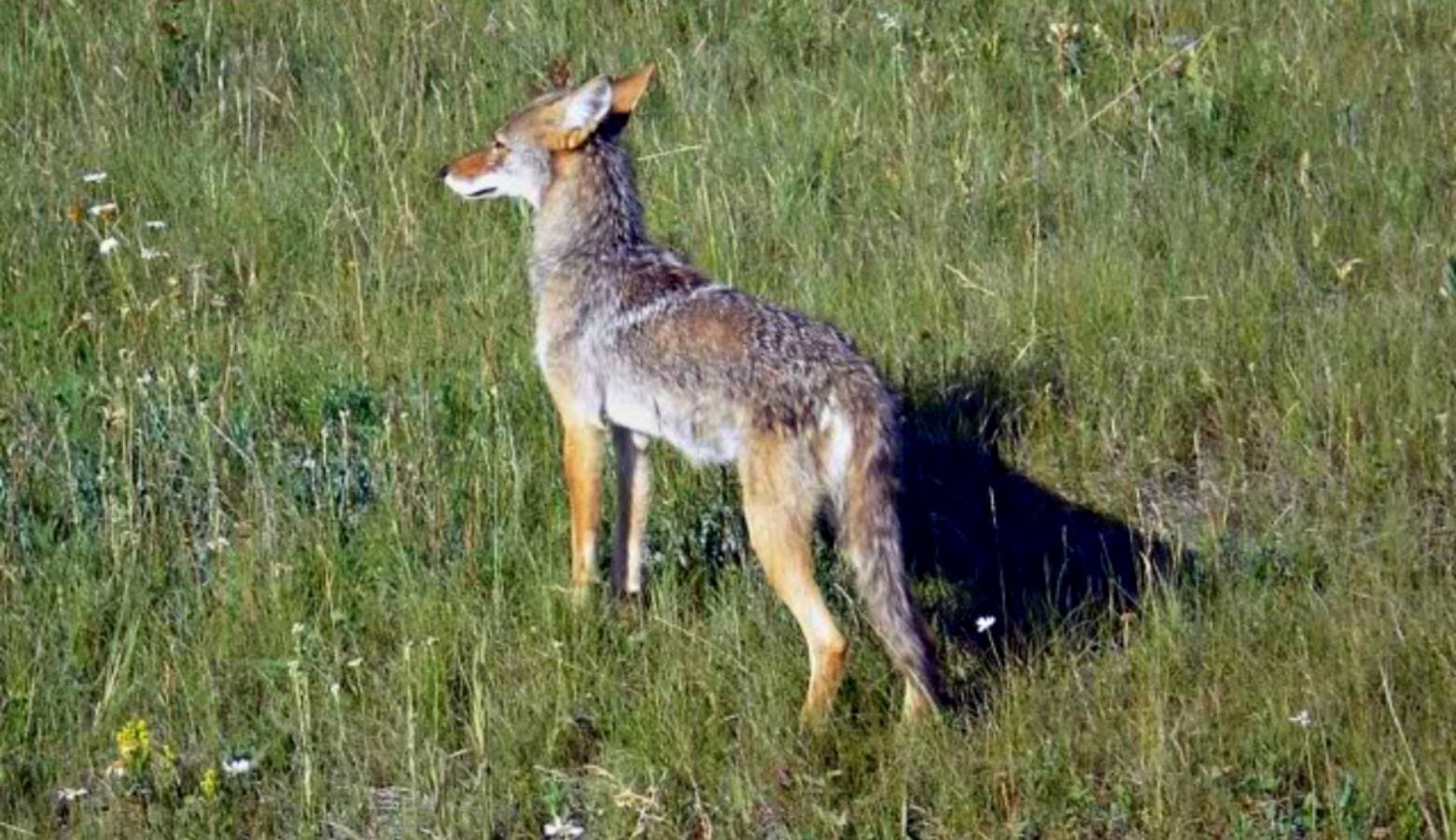 A coyote along the roadside near Kootenay National Park in British Columbia, Canada in 2009. (Ron Clausen/Wikimedia Commons)