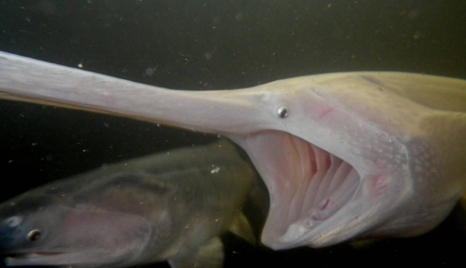Juvenile American paddlefish feeding in a tank at the Garrison Dam National Fish Hatchery in Riverdale, North Dakota in 2013 (U.S. Fish and Wildlife Service/U.S. Department of the Interior).