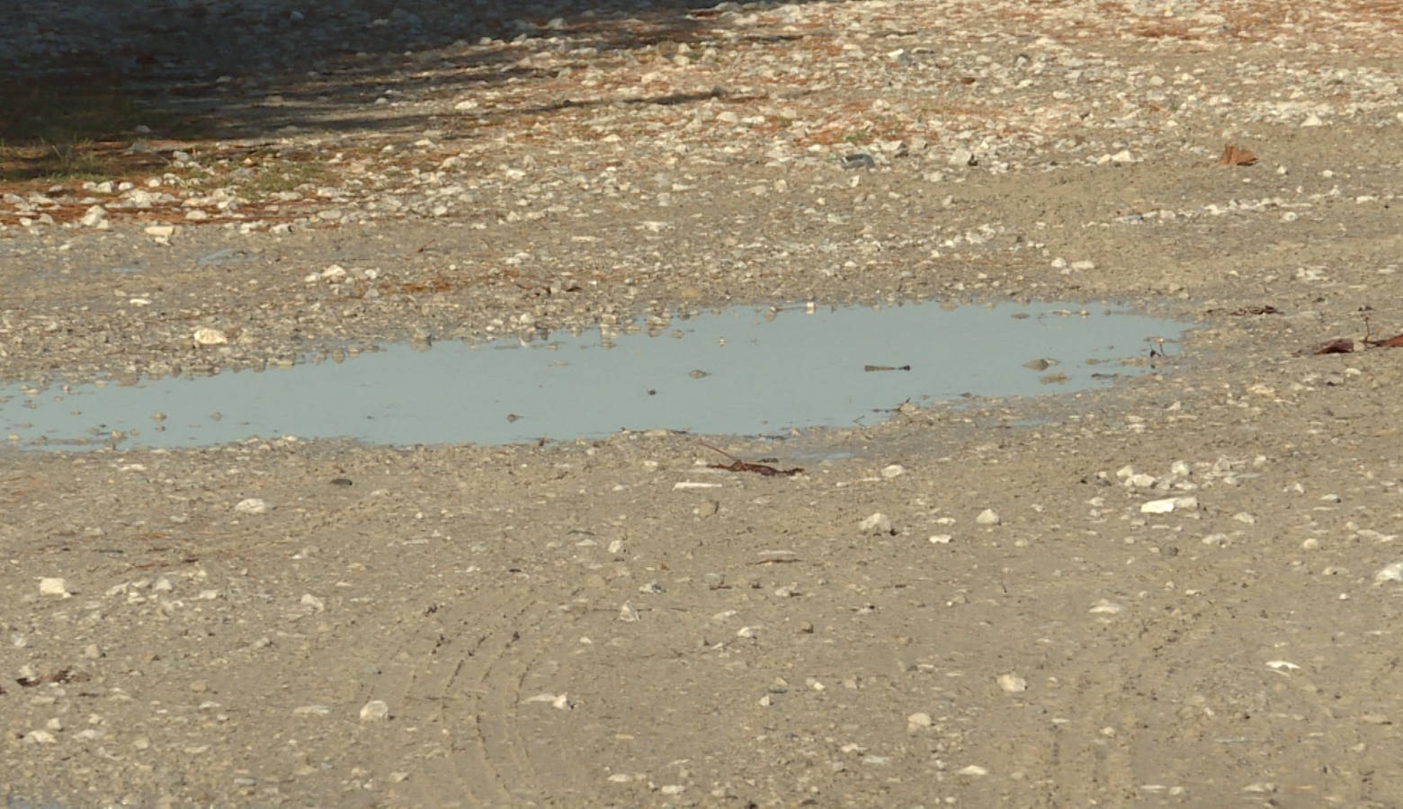 Farmers have been unsure whether waters created by heavy rains, like this puddle, would be regulated by the 2015 WOTUS rule under the Obama administration. (WFIU/WTIU News)