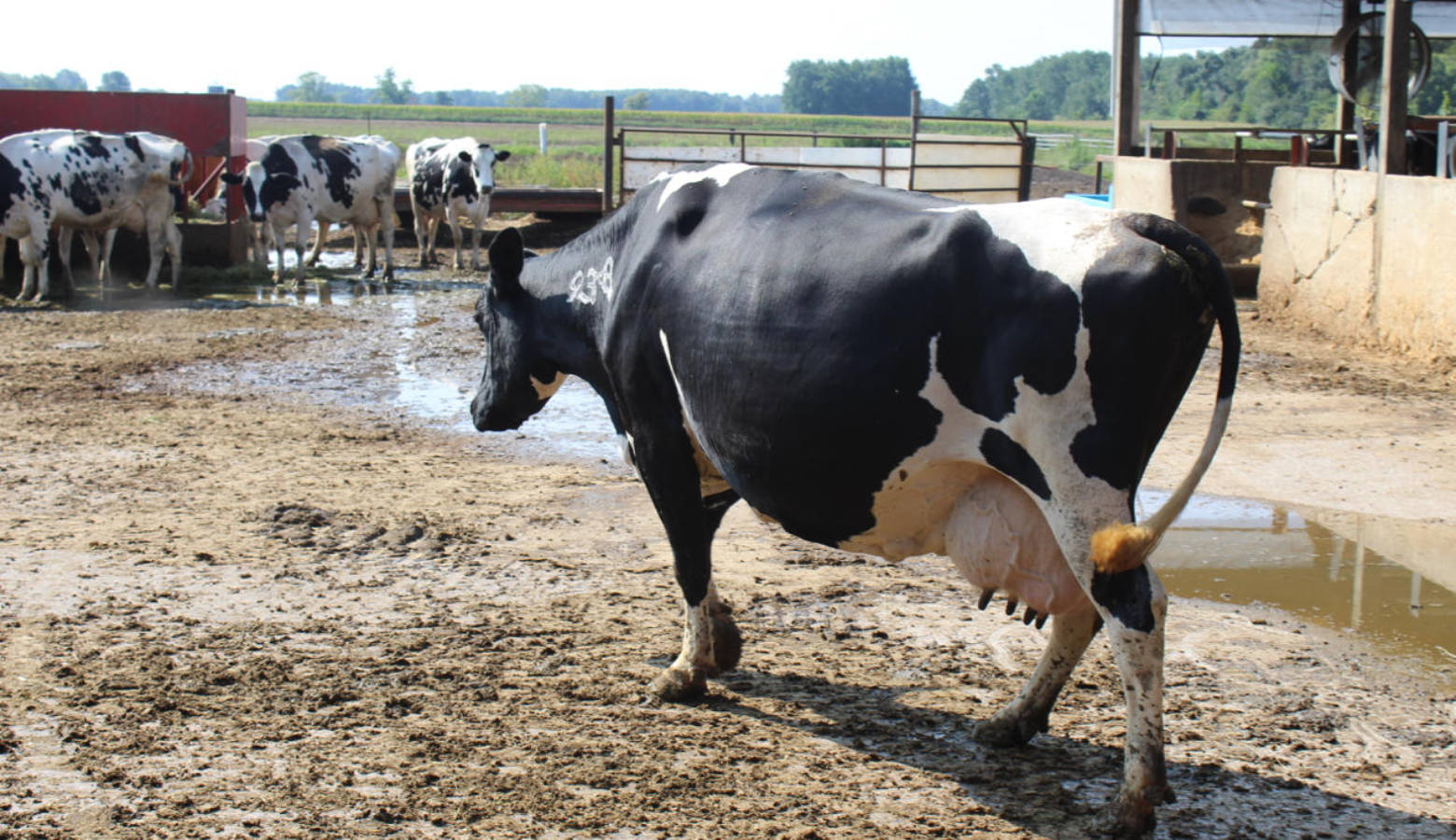 A pregnant cow heads for the feed trough after her ultrasound at J&S Dairy in Pulaski County. (FILE PHOTO: Annie Ropeik/IPB News)