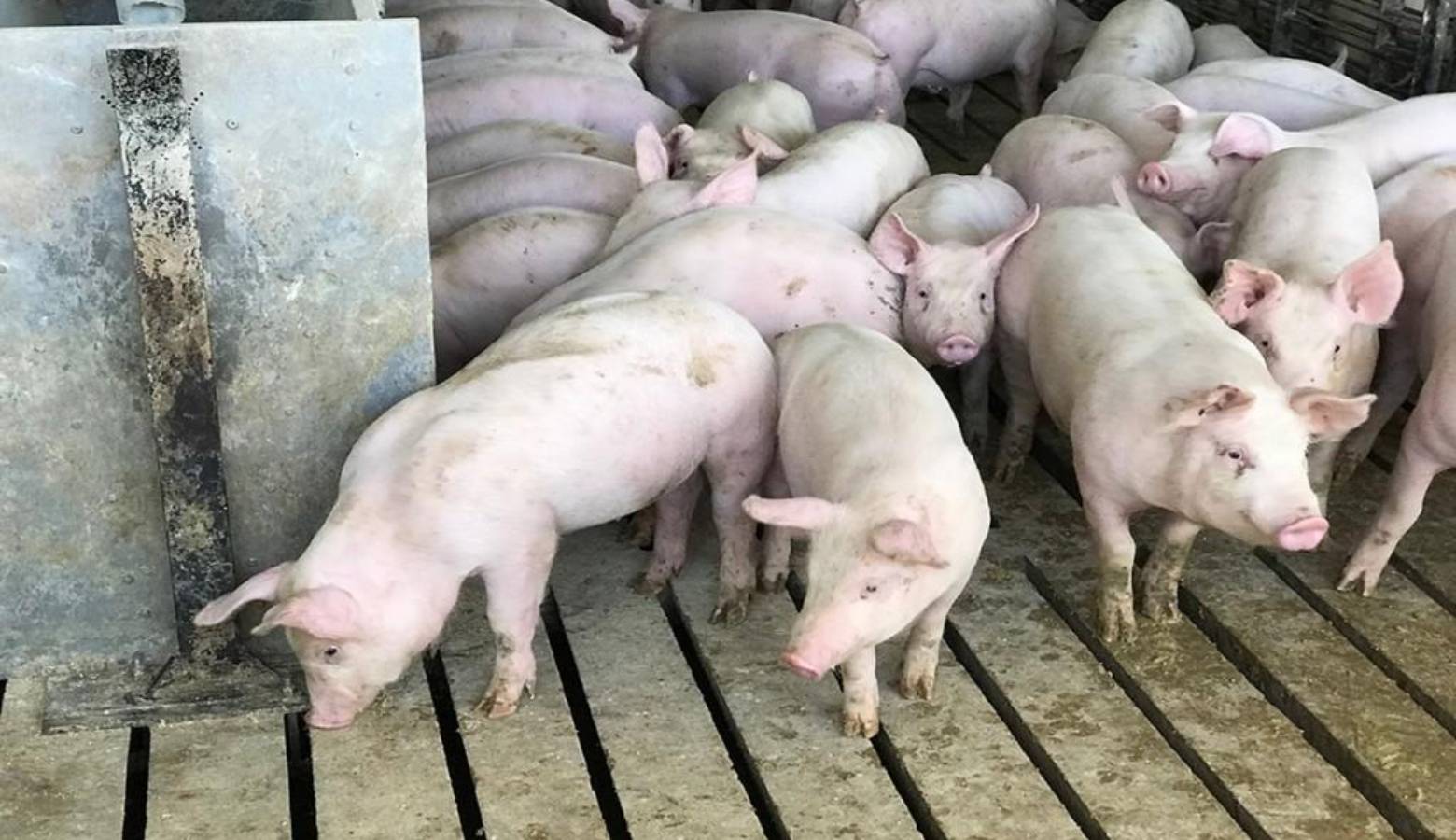 Pigs at Hill Farms in Hancock County look for feed. (FILE PHOTO: IPB News)