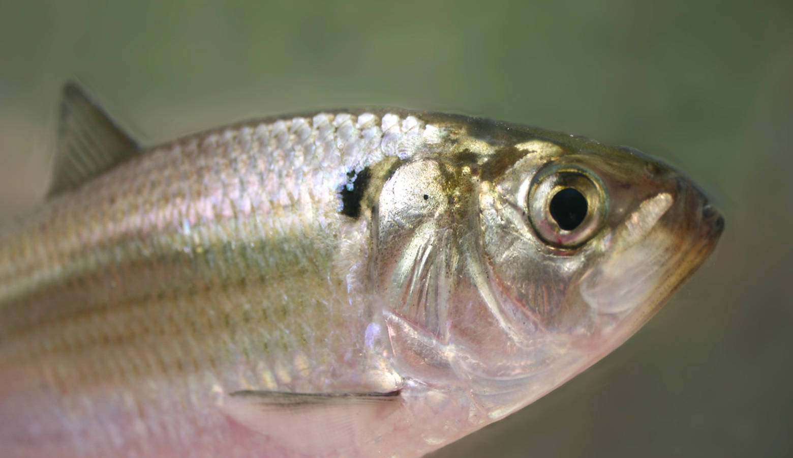 Though the amount of gizzard shad, pictured here, decreased in the Wabash River over the past 60 years, it's numbers stayed about the same in the Ohio River, Mark Pyron says. (Brian Gratwicke/Wikimedia Commons)
