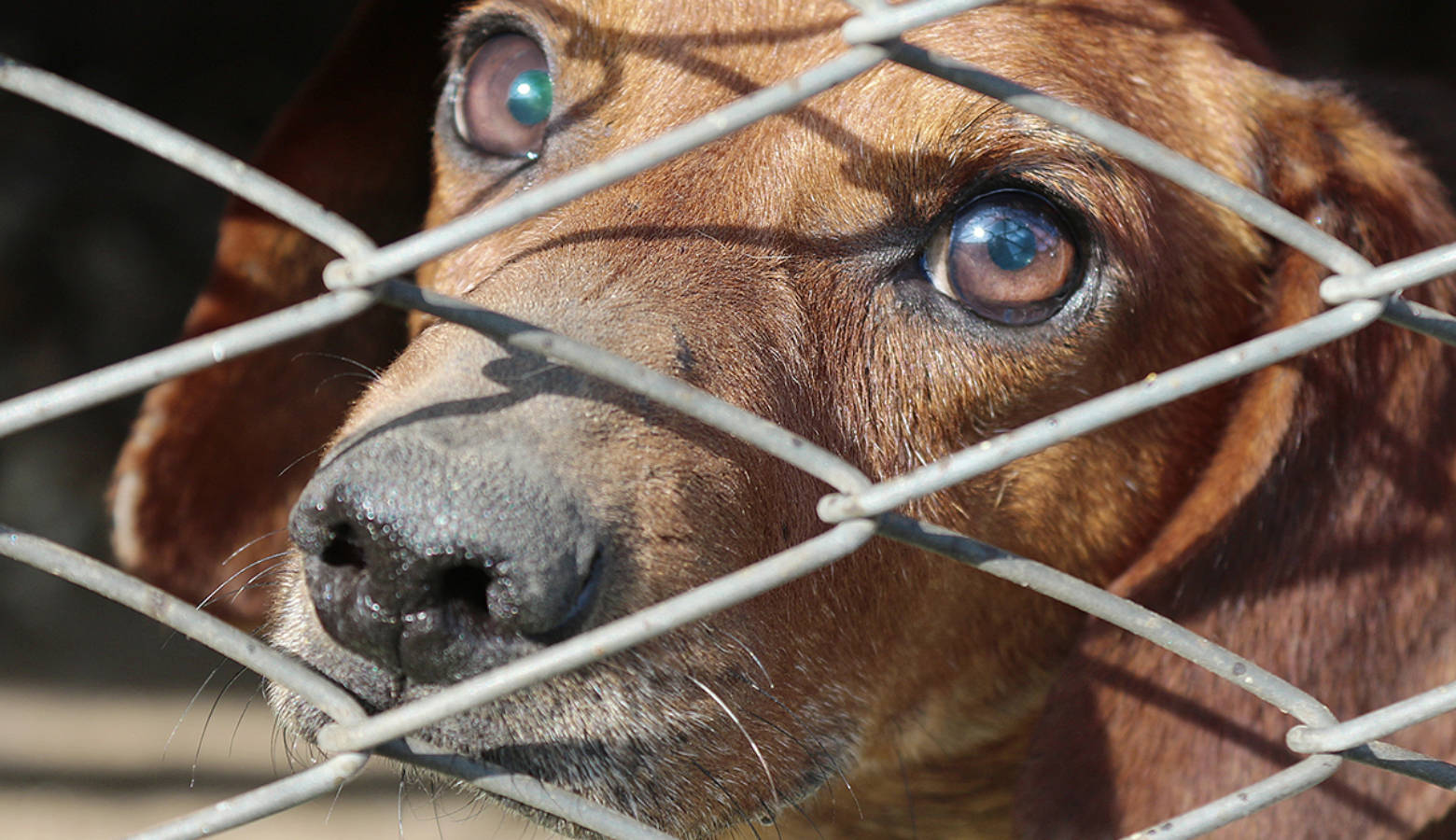 Legislation requires animal shelters to humanely euthanize animals.  (Pixabay)