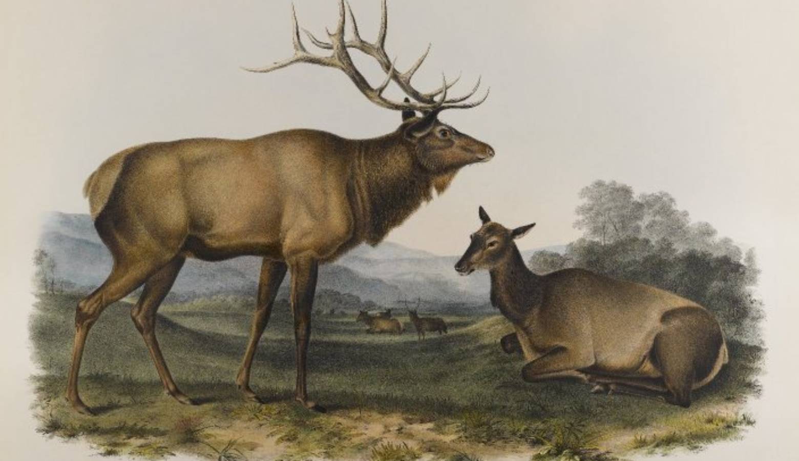 A lithograph of the eastern elk by John James Audubon. It used to live in Indiana until it became extinct in 1880 (Brooklyn Museum/Wikimedia Commons)
