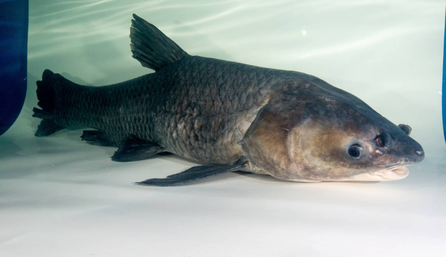 An adult black carp can grow to more than three feet long. (Ryan Hagerty/U.S. Fish and Wildlife Service)