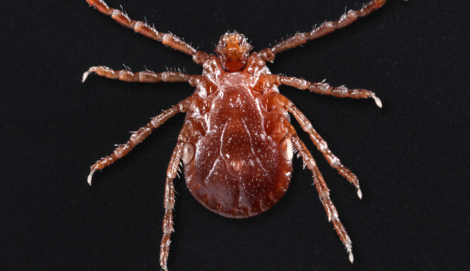The underside of a female Asian longhorned tick. (James Gathany/Wikimedia Commons)