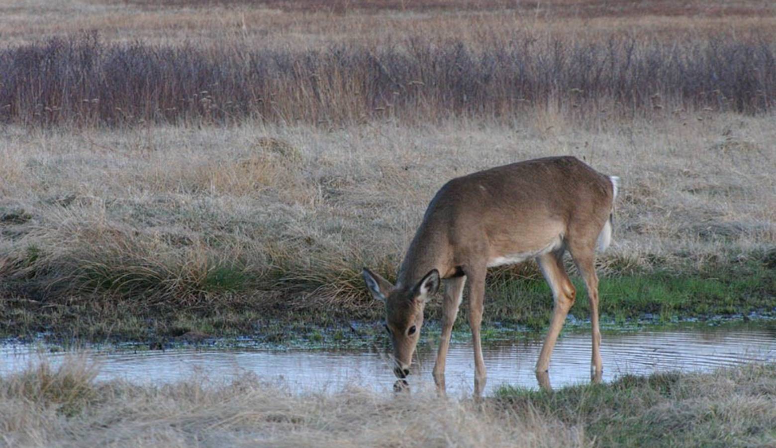 Deer that are sick with EHD are often drawn to water and might be found dead near it. (Bob Kuhns/National Parks Service)