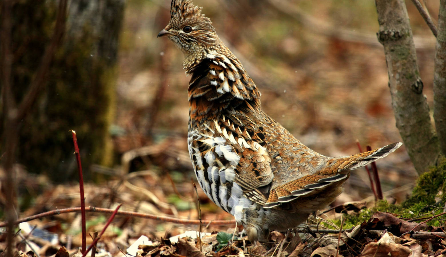 A ruffed grouse. (seabamirum/Flickr)