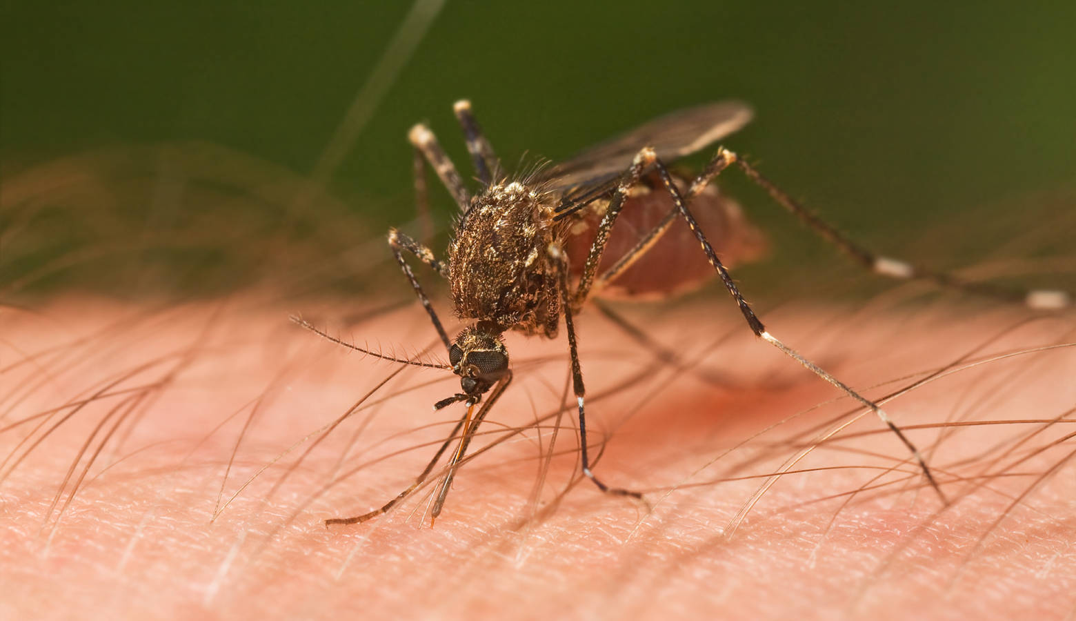 A mosquito biting a person in Tasmania, Australia, 2009. (JJ Harrison/Wikimedia Commons)