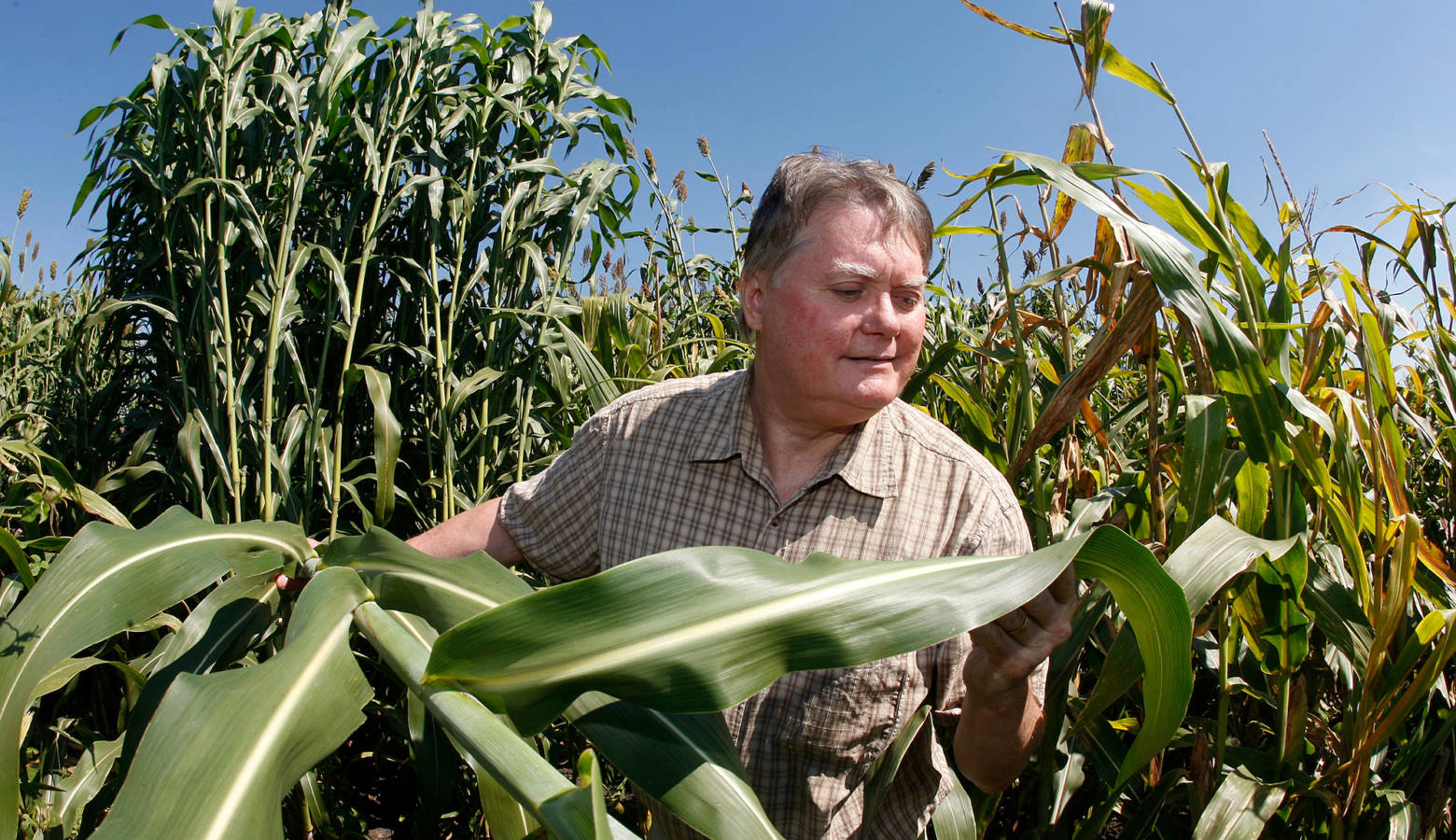 Purdue plant biologist Nick Carpita in a field of sorghum. (Tom Campbell/Purdue Agricultural Communication)