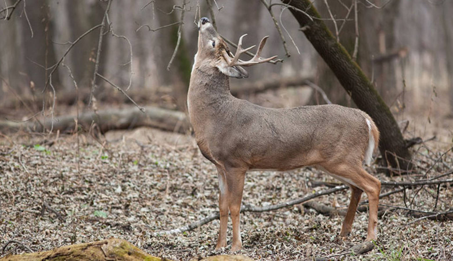 Seventeen Indiana state park sites will close temporarily on Nov. 18-19 and Dec. 2-3 for a pair of controlled deer hunts.