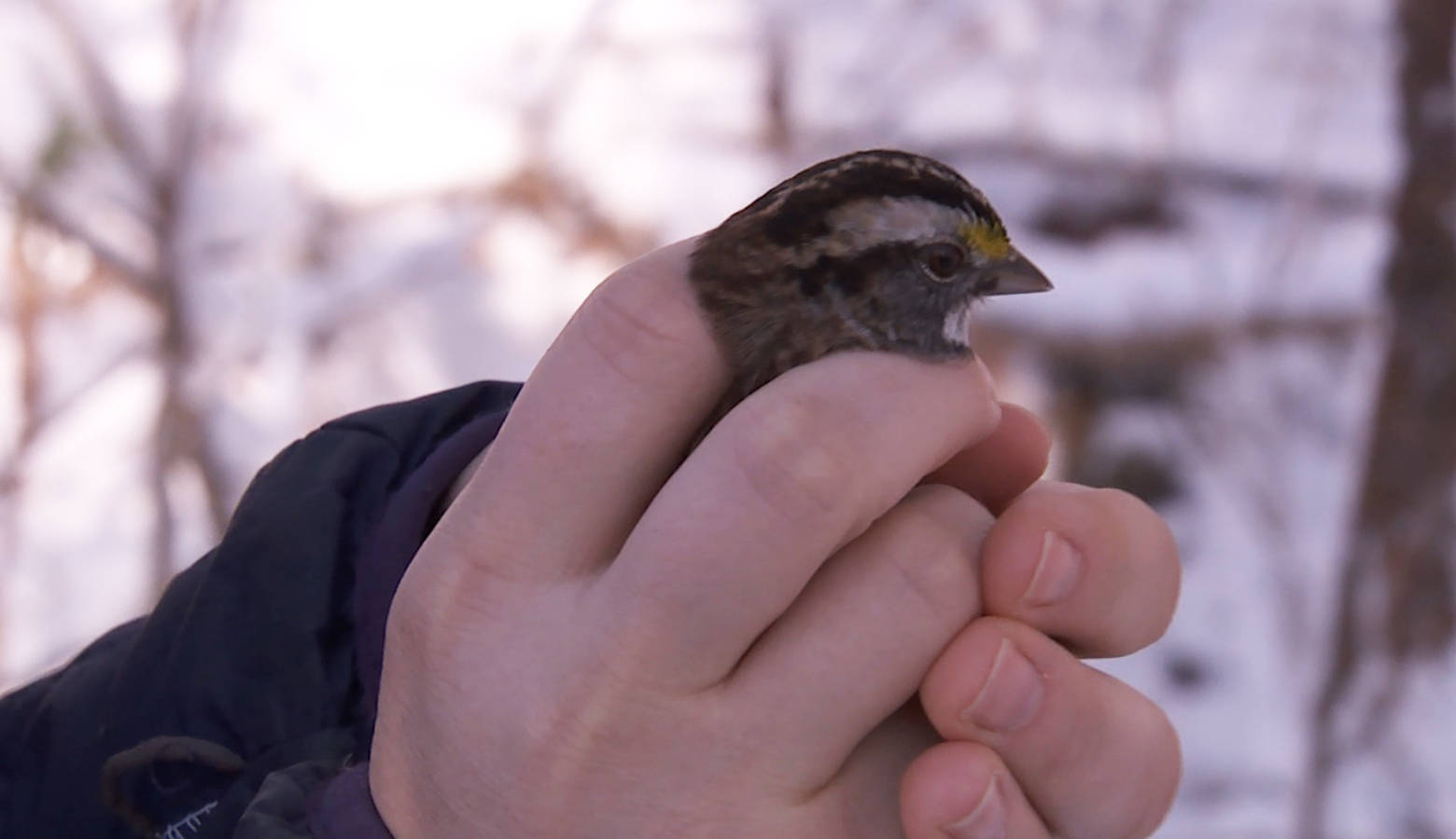 Indiana University PhD student Katie Talbott sets a sparrow free at IU's migration research lab. (Seth Tackett/WTIU)