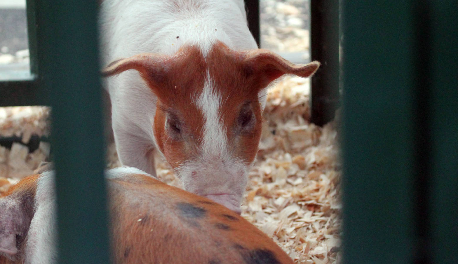 Pig on display at the Indiana State Fair (Lauren Chapman/IPB News)