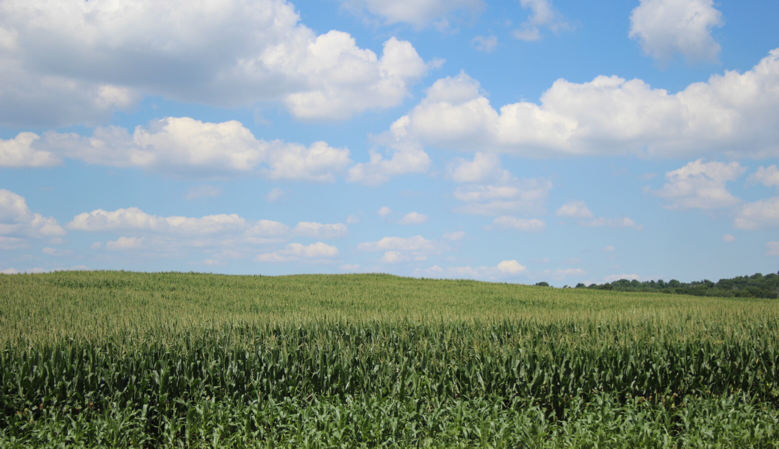 Corn field In Elkhart County, Indiana. (Samantha Horton/IPB News)