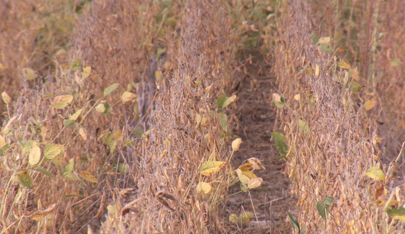 This no-till soybean field farmed by Justin Coleman of Hendricks County stores more carbon dioxide than tilled soil. (Seth Tackett/WTIU)