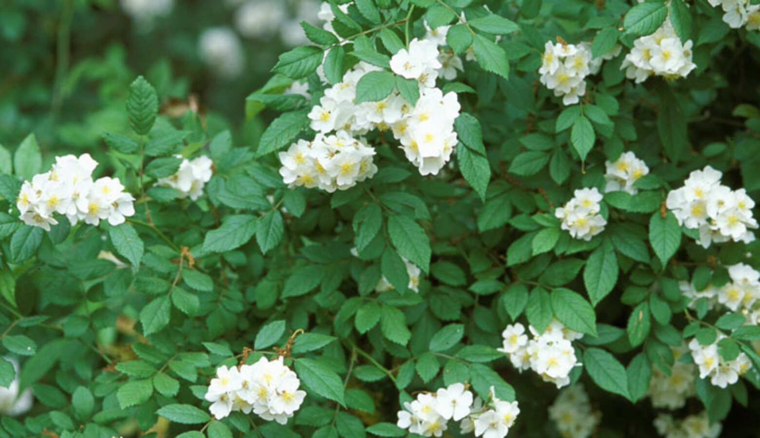This is what an invasive multiflora rose looks like in the springtime (James H. Miller, USDA Forest Service/Bugwood.org)