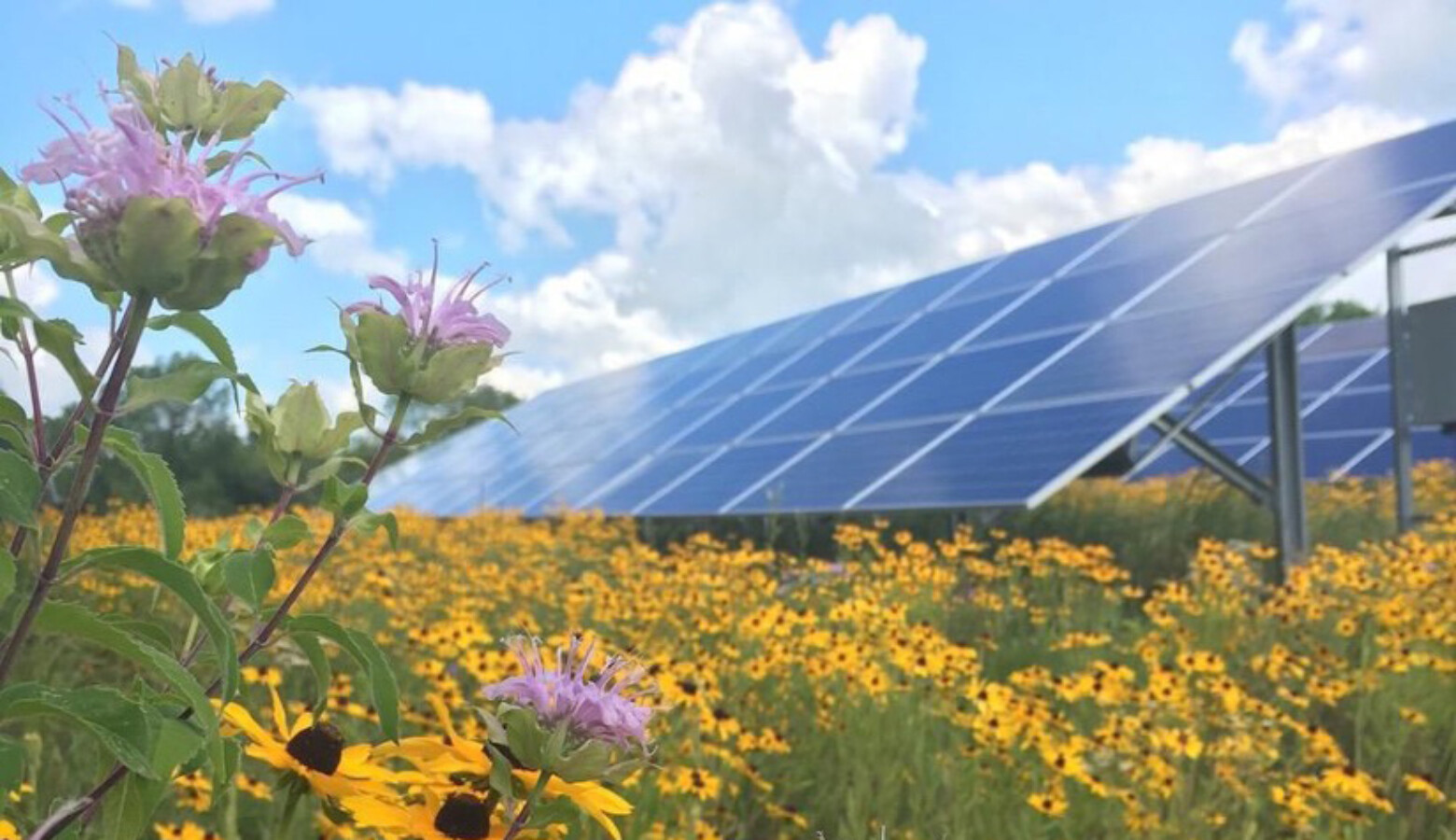 Native plants near a solar panel. (Courtesy of Fresh Energy)