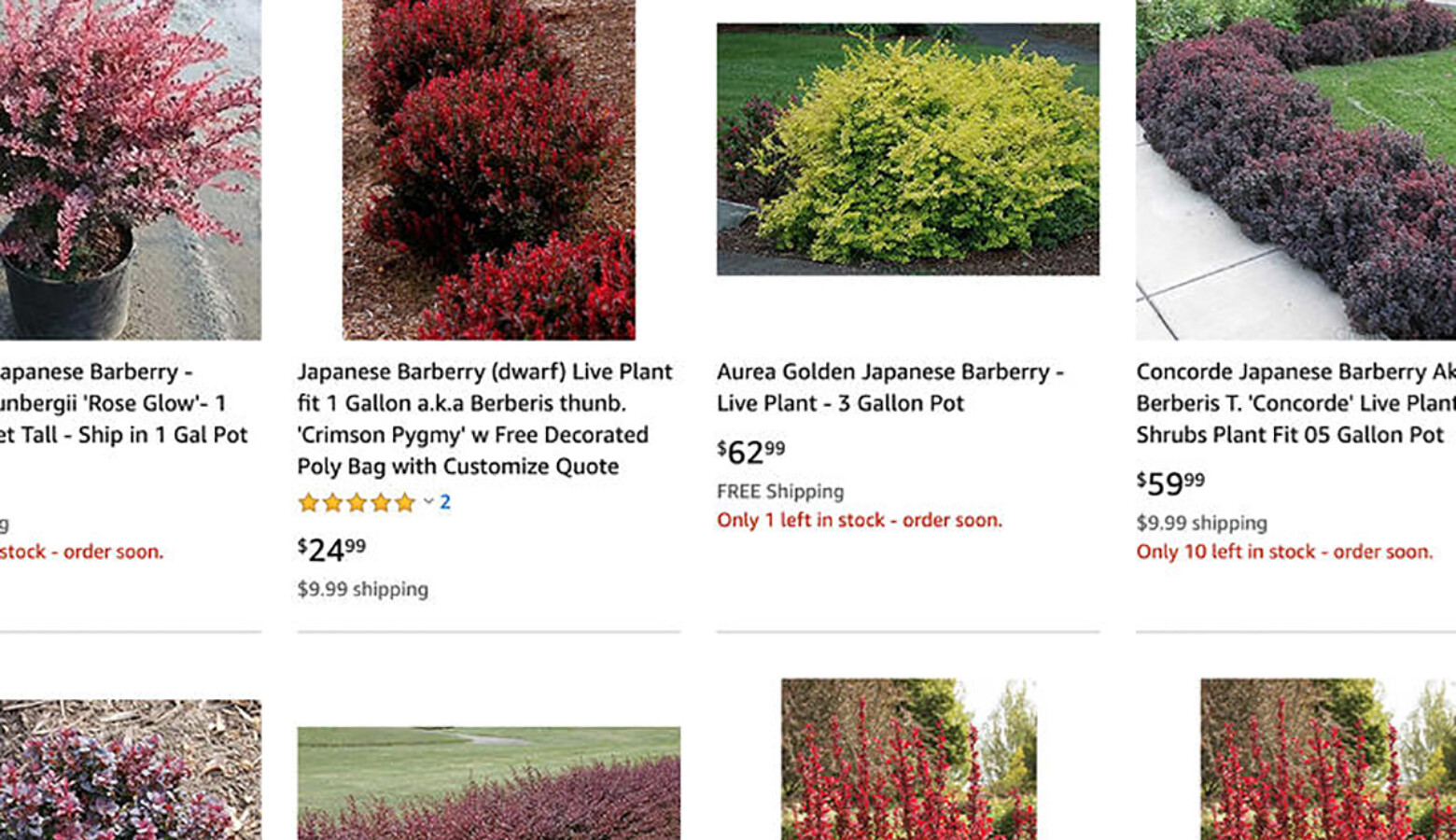 Invasive Japanese barberry available for sale on Amazon Plants. (Screenshot Amazon Plants)
