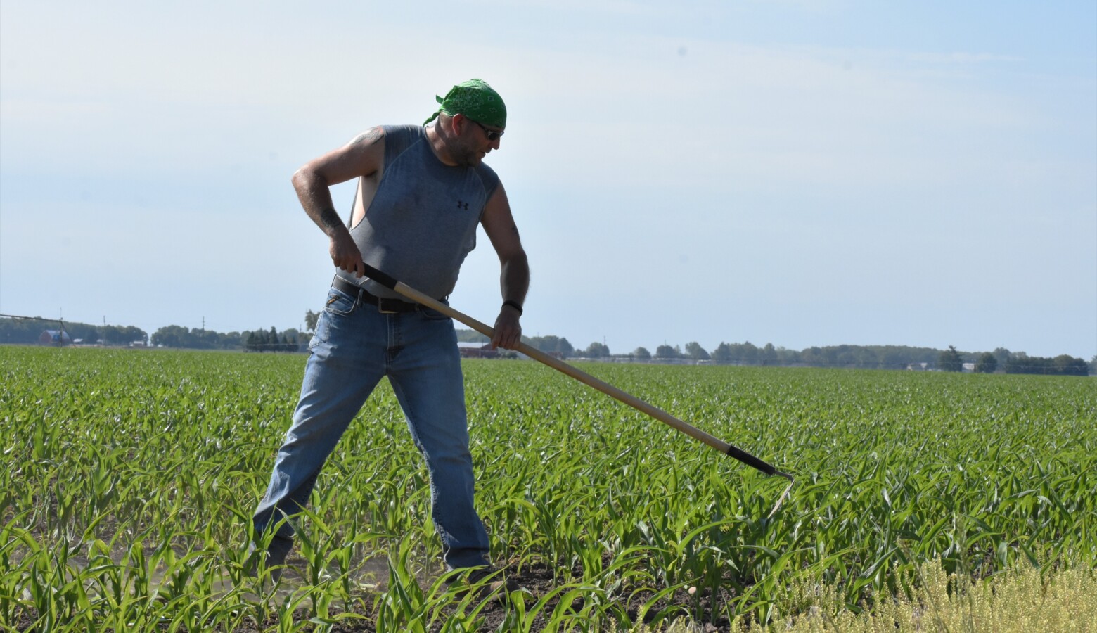 A farmer in Milford, Indiana, clears weeds out of a cornfield with a hoe. (Justin Hicks/ IPB News)