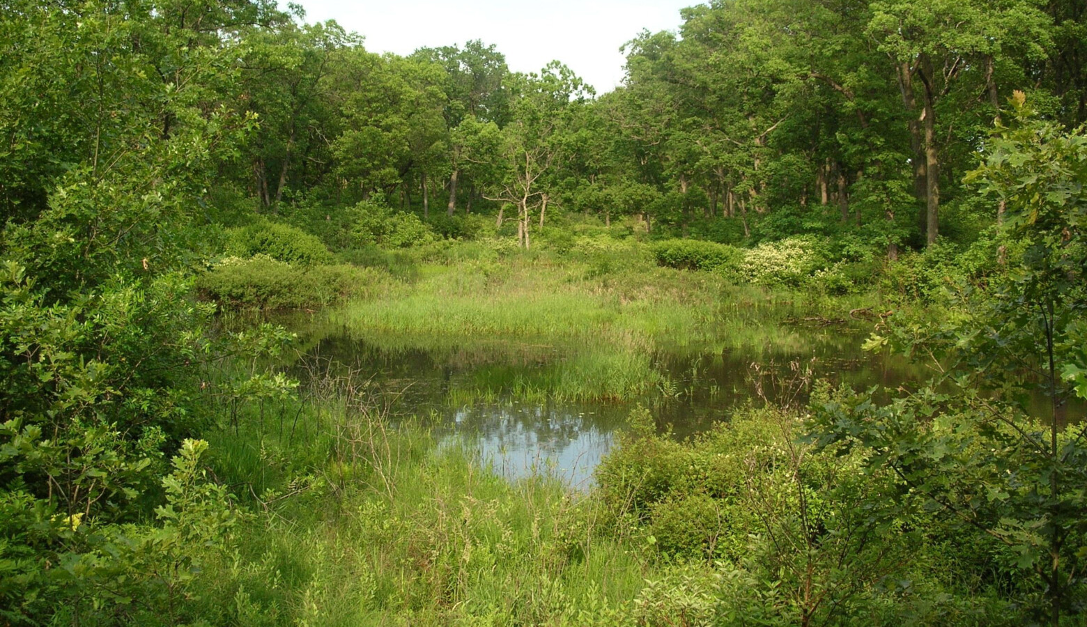 An interdunal wetland at Miller Woods in Indiana Dunes National Park, 2011. (Wikimedia Commons)