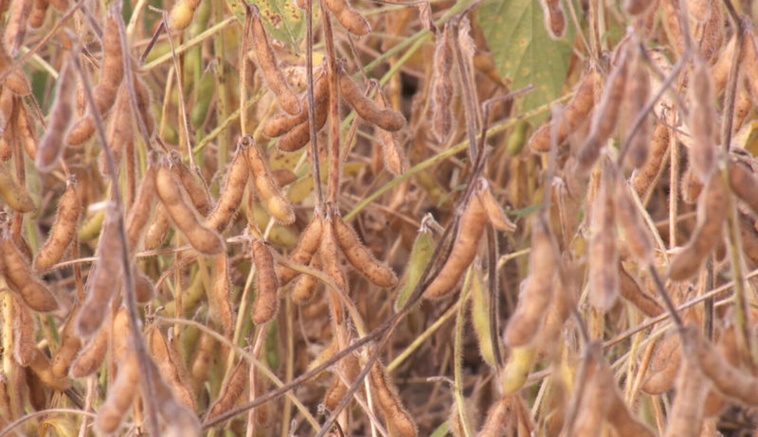 Dicamba can drift off of one soybean field that is resistant to the herbicide and damage a non-resistant field nearby. (FILE PHOTO: Seth Tackett/WTIU News)