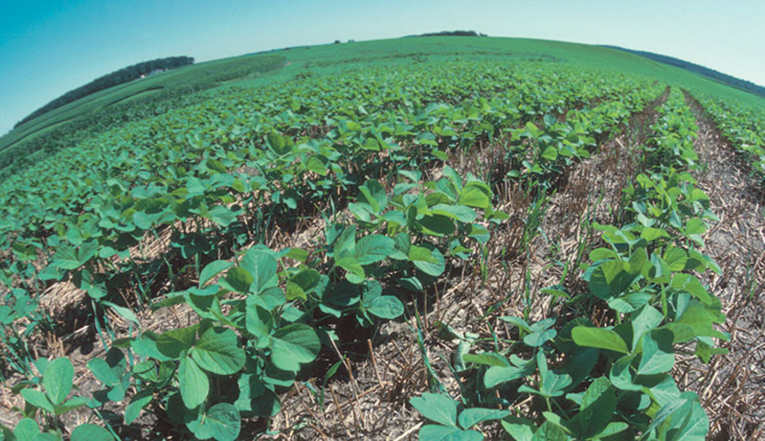 Soybean plants on a field with no-till agriculture. No-till farming can help sequester carbon emissions that contribute to climate change.(Tim McCabe/USDA Natural Resources Conservation Service)