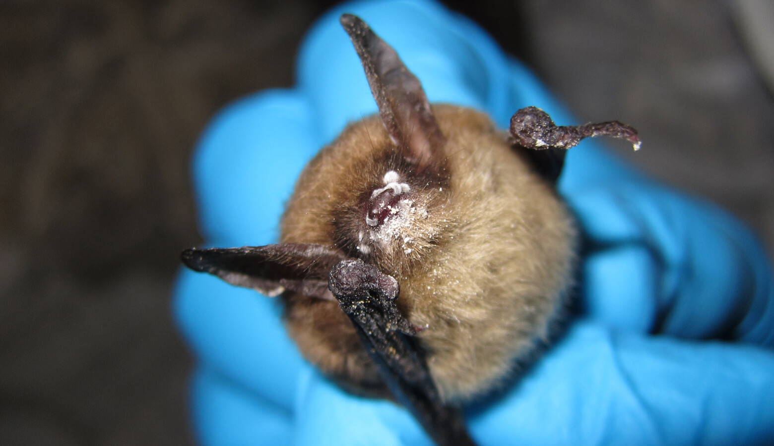 A northern long-eared bat in Illinois with visible symptoms of white nose syndrome, 2013. (Steve Taylor/University of Illinois)