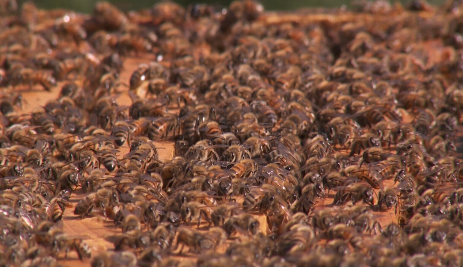 More than 40 percent of honey bee colonies in the U.S. die every year — threatening the nation’s food security. (FILE PHOTO: Seth Tackett/WTIU)